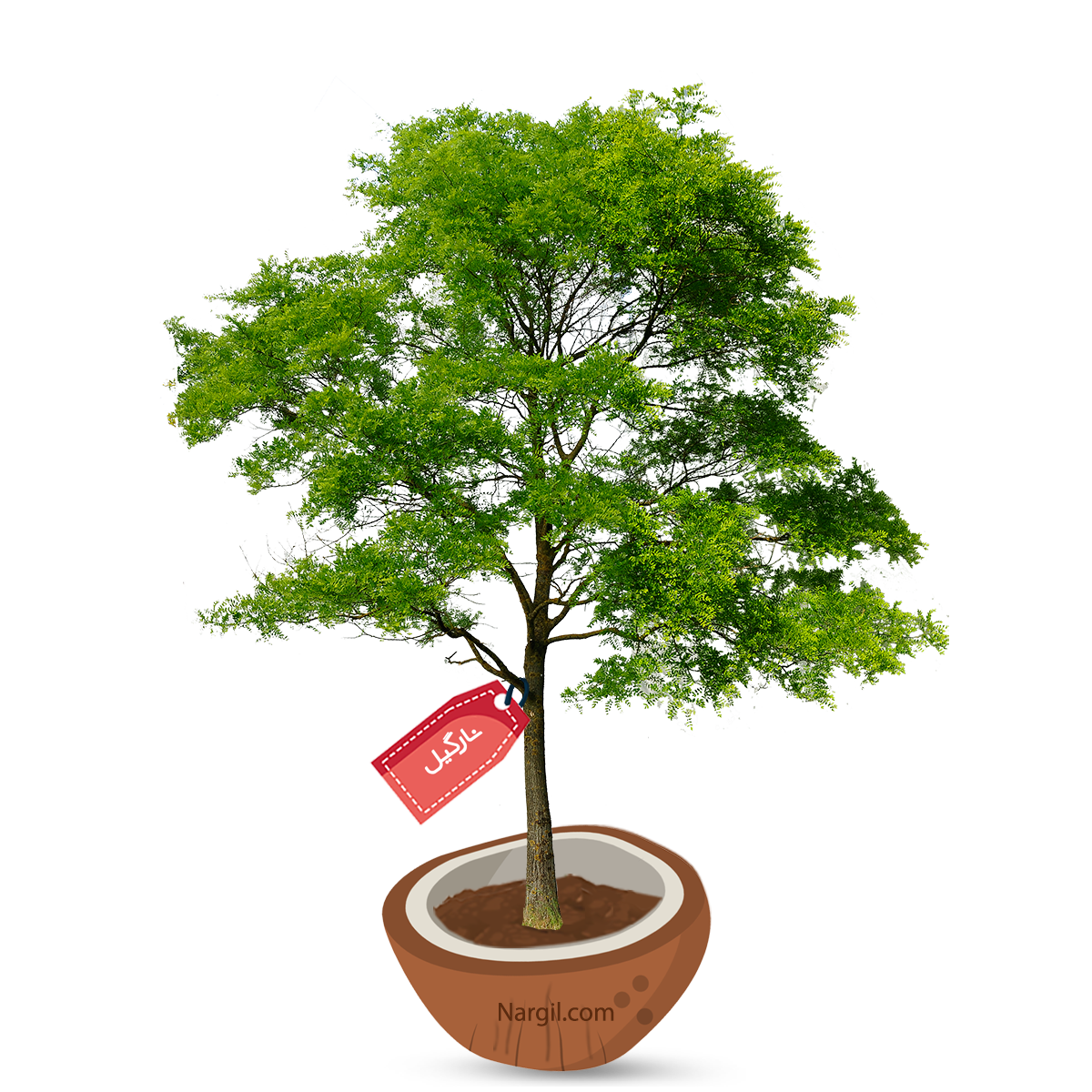  Nargil - Caspian Locust